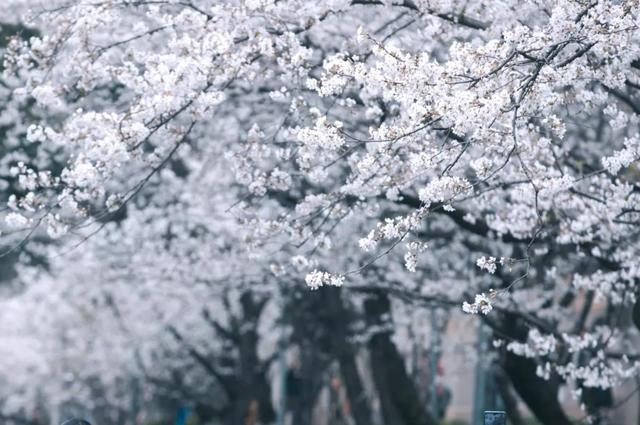 武汉大学的樱花是日本人种的吗？-第2张图片-太平洋在线下载