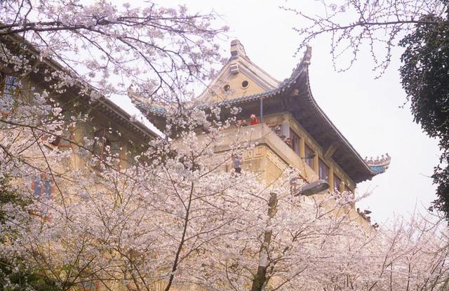 武汉大学的樱花是日本人种的吗？-第3张图片-太平洋在线下载