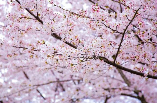 武汉大学的樱花是日本人种的吗？-第4张图片-太平洋在线下载