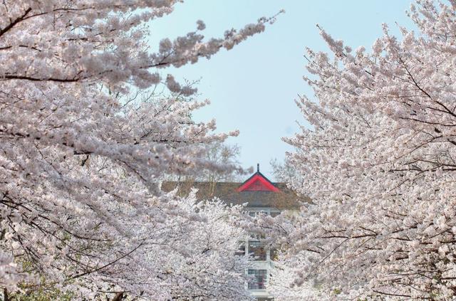 武汉大学的樱花是日本人种的吗？-第5张图片-太平洋在线下载