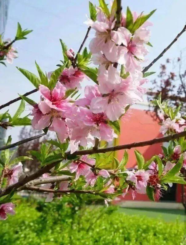 蜂鸟视频app苹果版:哇！花儿开啦！快来看长清幼儿园的迷人春景