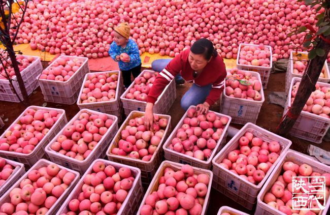 洛川苹果之乡新闻洛川苹果水晶红富士-第1张图片-太平洋在线下载