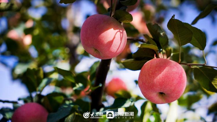 小苹果现代版小苹果游戏助手官网-第1张图片-太平洋在线下载